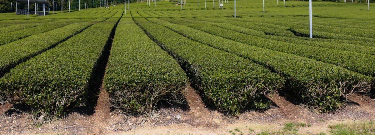 静岡県の茶畑